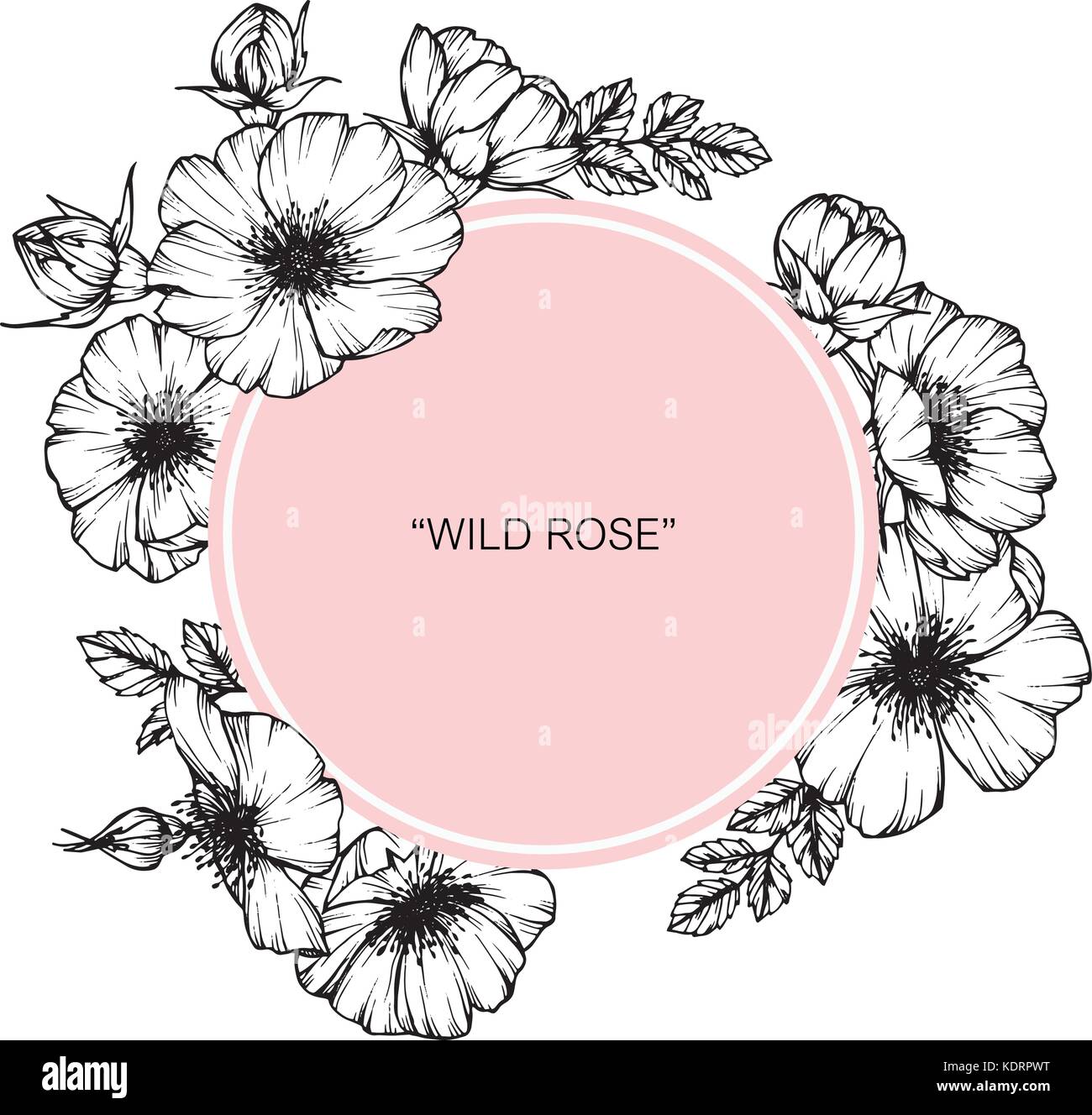 Wilde Rosen Blume zeichnen Abbildung. Schwarz und Weiß mit Line Art. Stock Vektor