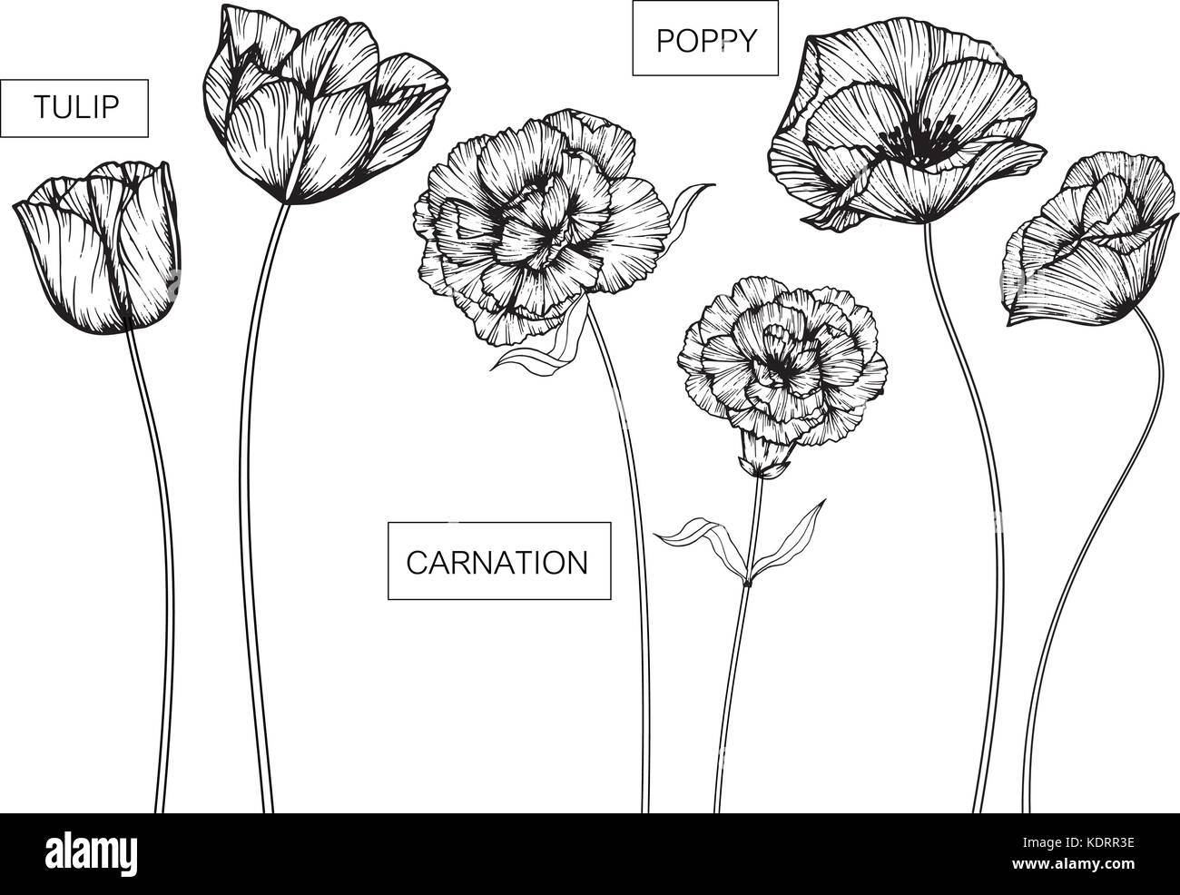 Tulip, Nelke und Mohn Blumen Zeichnung und Skizze mit Line-Kunst auf weißem Hintergrund. Stock Vektor