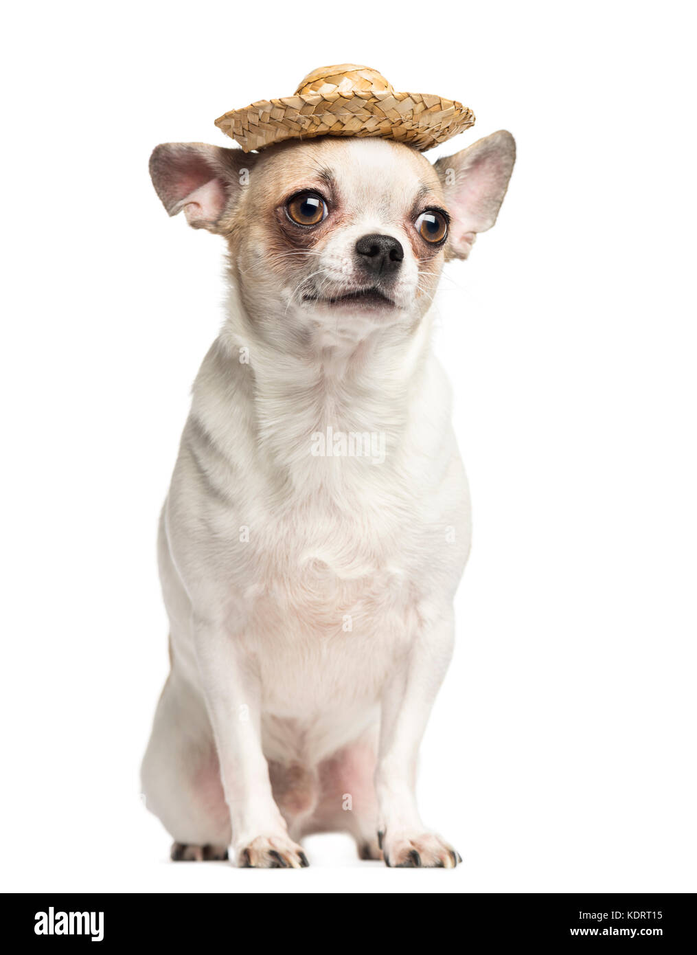 Chihuahua (2 Jahre alt) sitzt und trägt einen Strohhut, isoliert auf weißem Stockfoto