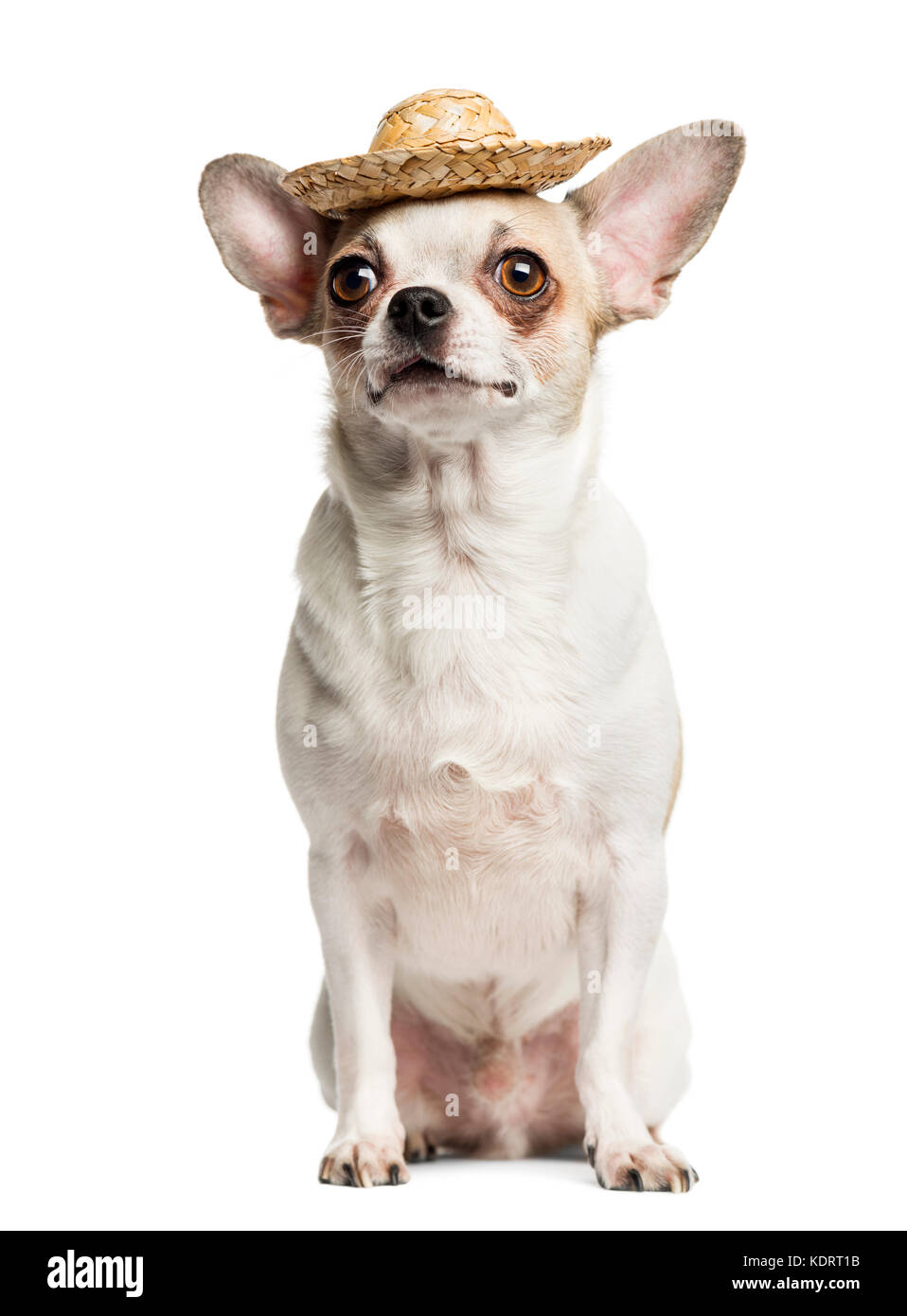 Chihuahua (2 Jahre alt) sitzt und trägt einen Strohhut, isoliert auf weißem Stockfoto