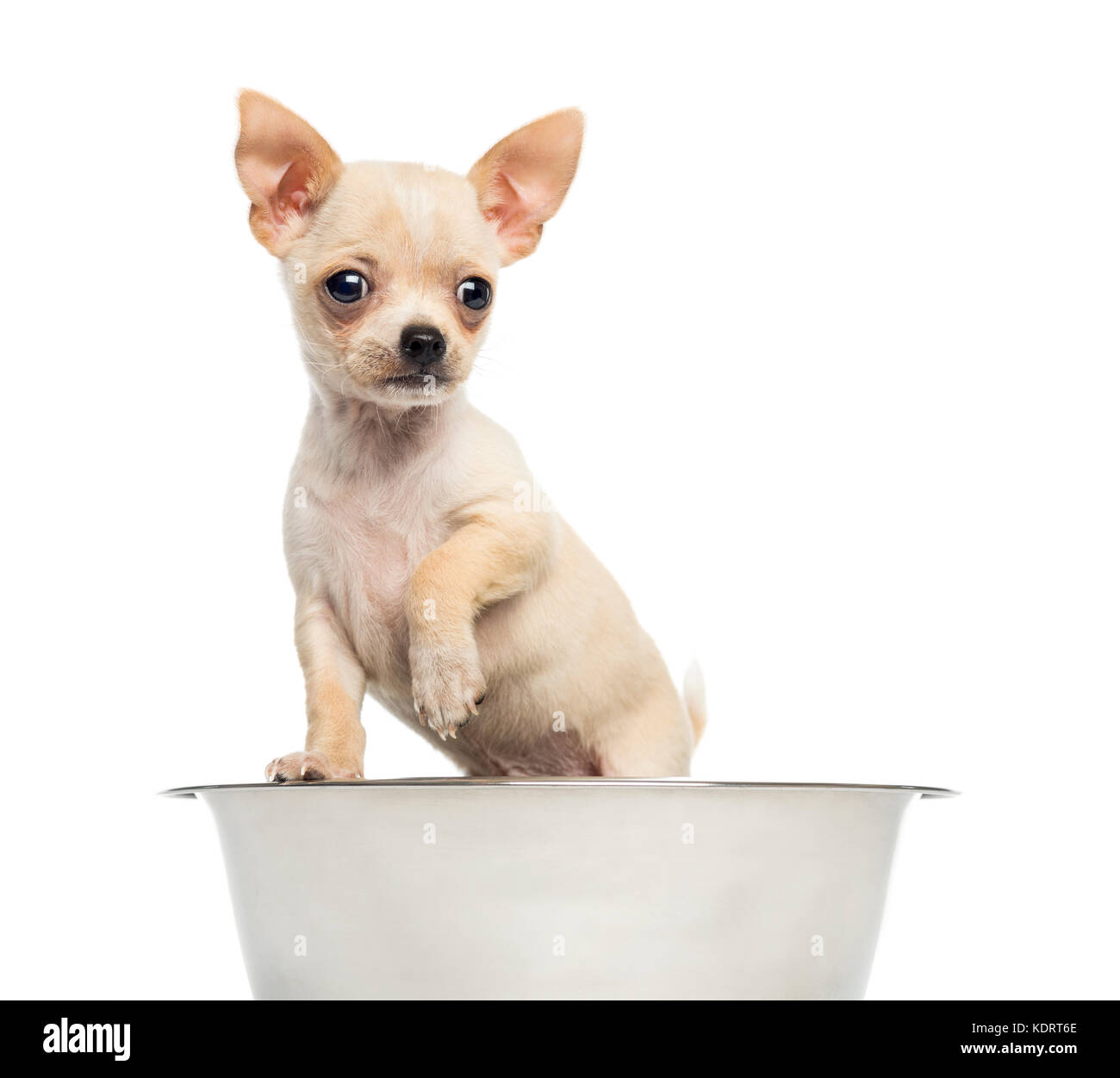 Chihuahua Welpen in einem großen Hund Schüssel, isoliert auf weißem Stockfoto