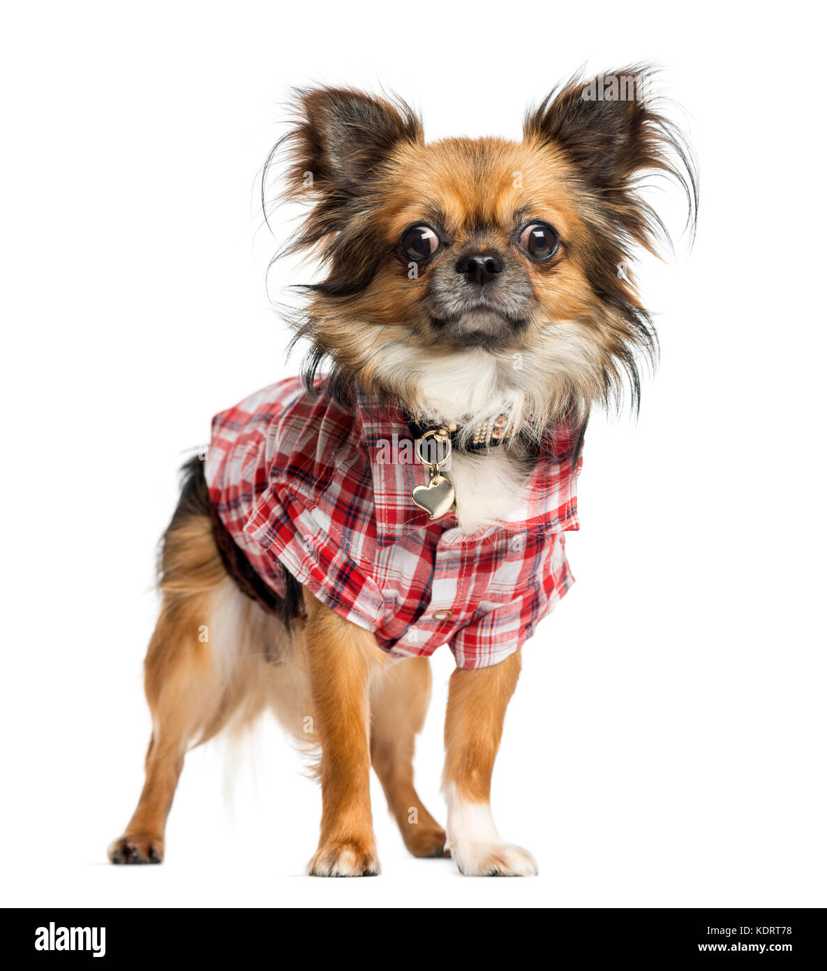 Chihuahua gekleidet mit einem T-Shirt, stehen, isoliert auf weißem Stockfoto