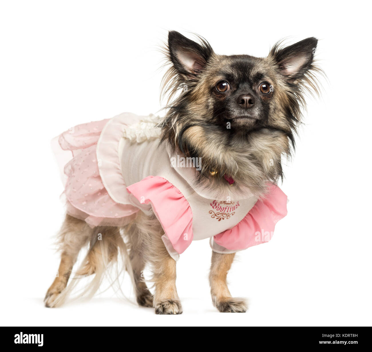 Ständigen Chihuahua verkleidet, auf weissem isoliert Stockfoto