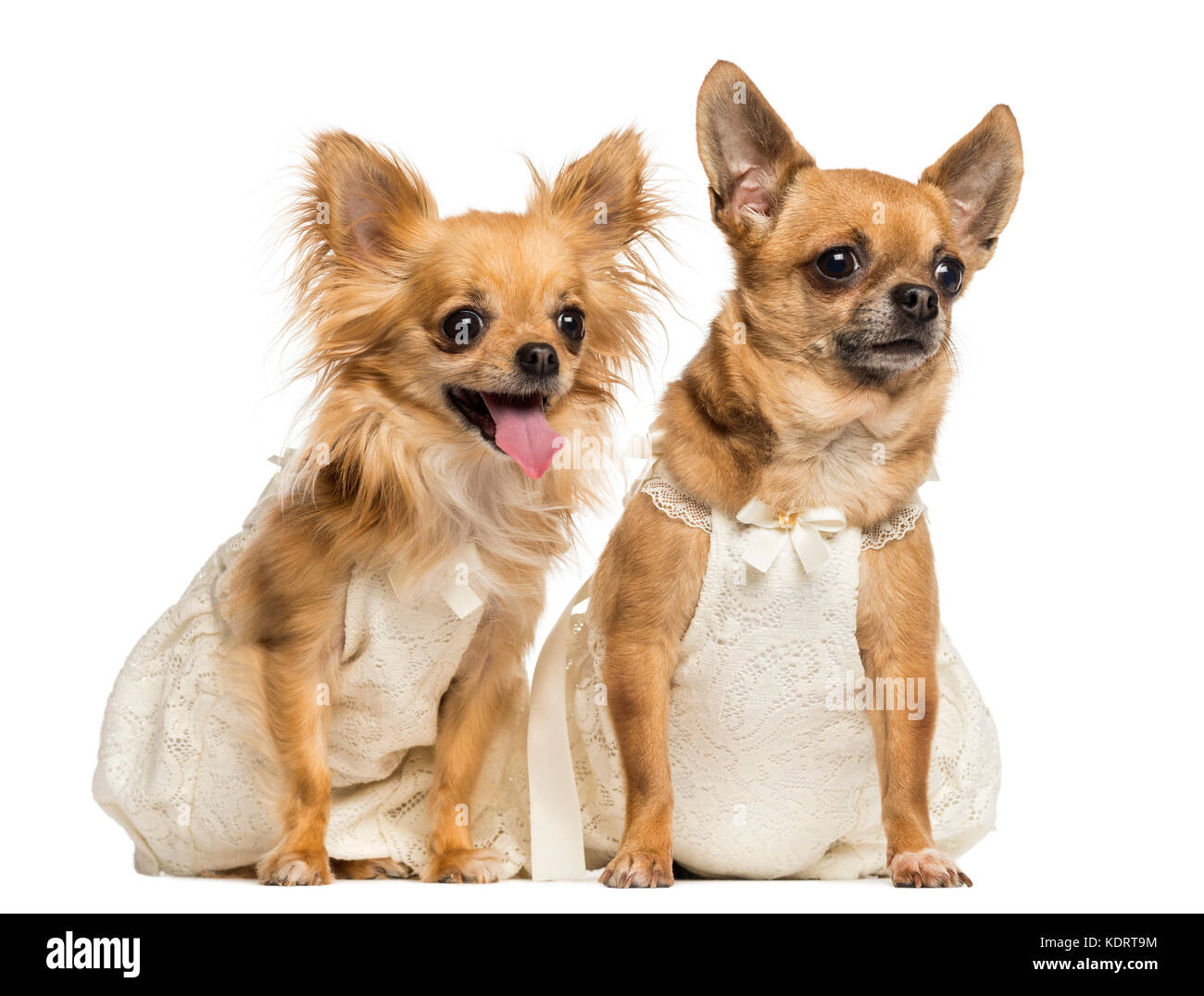 Zwei Chihuahua tragen Kleider, 4 und 6 Jahre alt, isoliert auf weißem Stockfoto