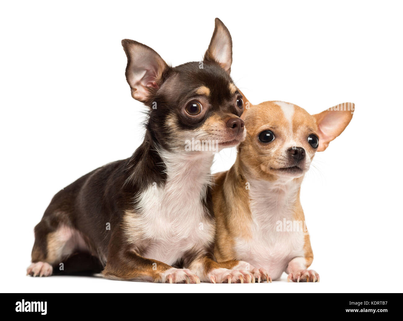 Zwei chihuahuas liegen neben anderen, isoliert auf weißem zu ecah Stockfoto