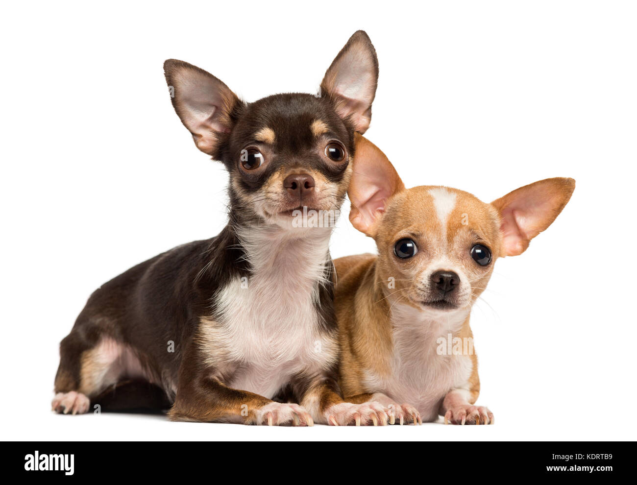 Zwei chihuahuas liegen neben anderen, isoliert auf weißem zu ecah Stockfoto