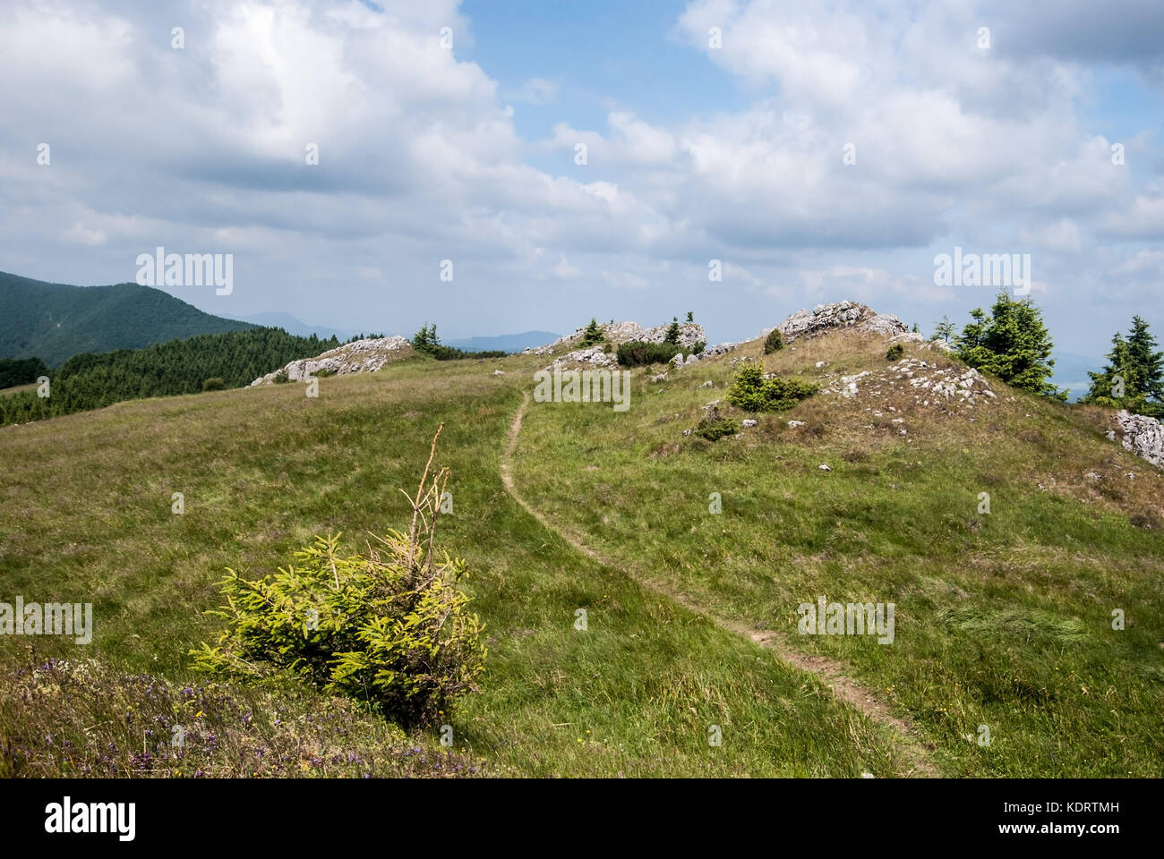 Bergwiese mit kleinen, isolierten Bäumen, Felsen und Wanderweg auf Skalky Hügel in Lucanska Mala Fatra Gebirge in der Slowakei Stockfoto