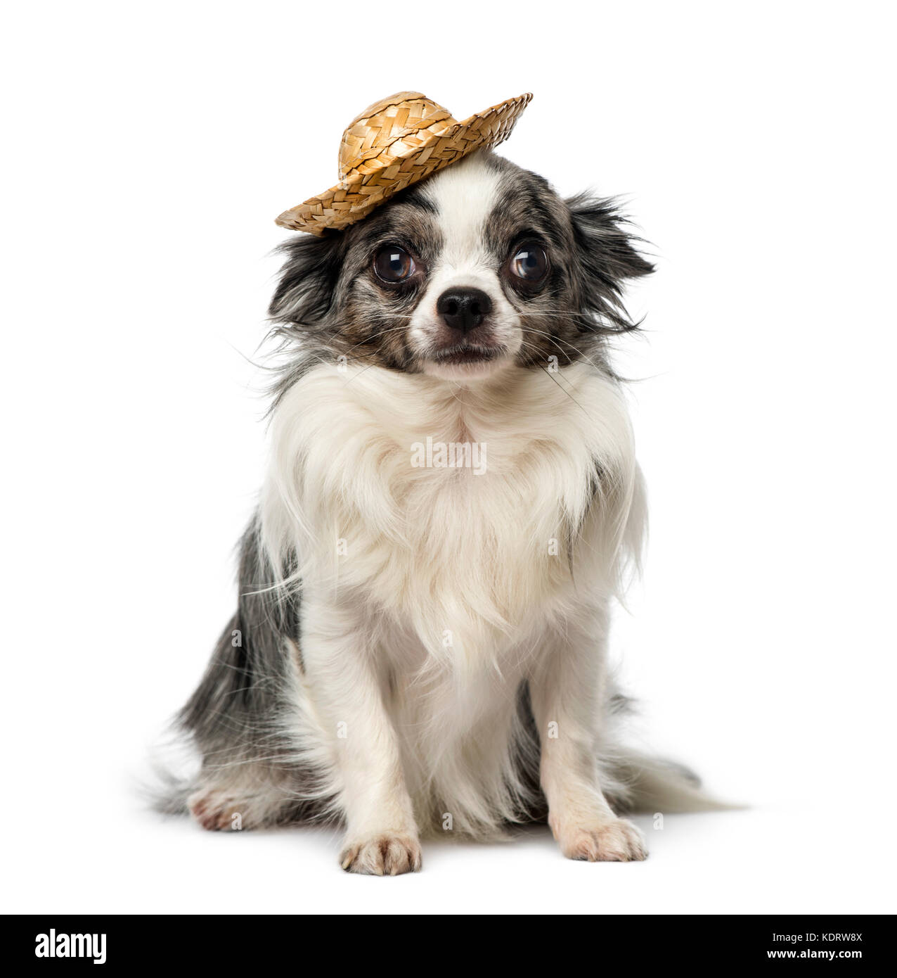 Chihuahua (2 Jahre alt) einen Hut tragen, Stockfoto