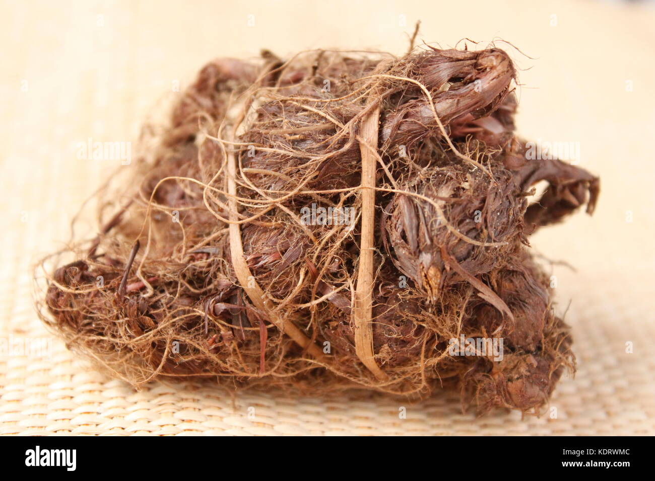 Priprioca root auf beigen Hintergrund Stockfoto