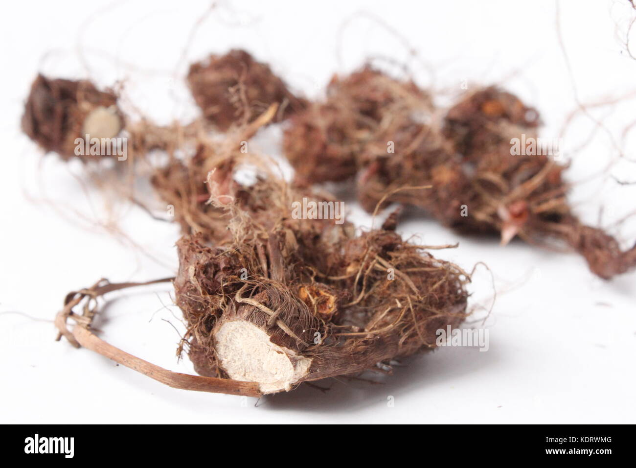 Priprioca root auf weißem Hintergrund, Schnitt, innen weiß Stockfoto