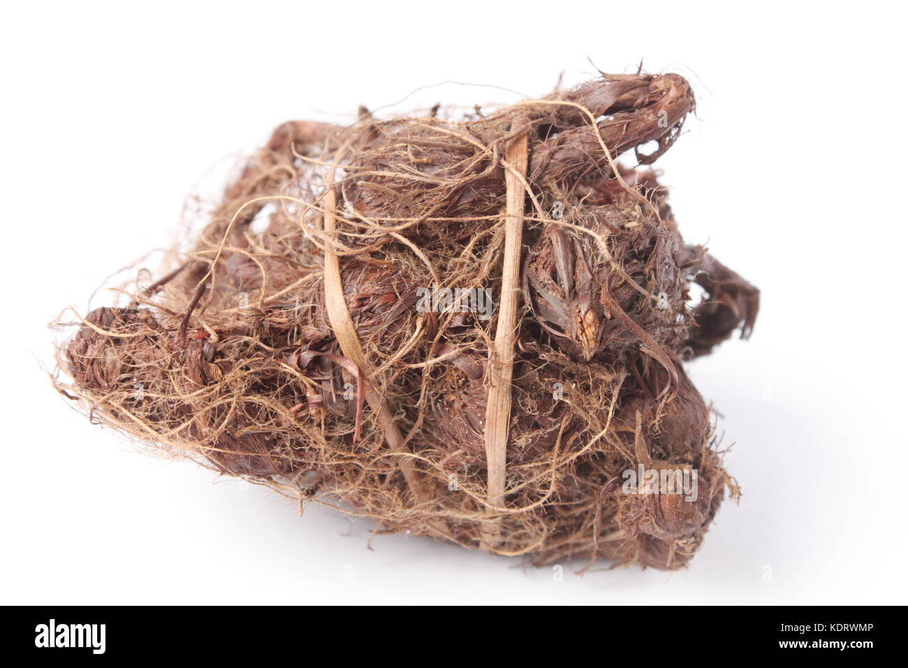 Priprioca root, weißer Hintergrund Stockfoto
