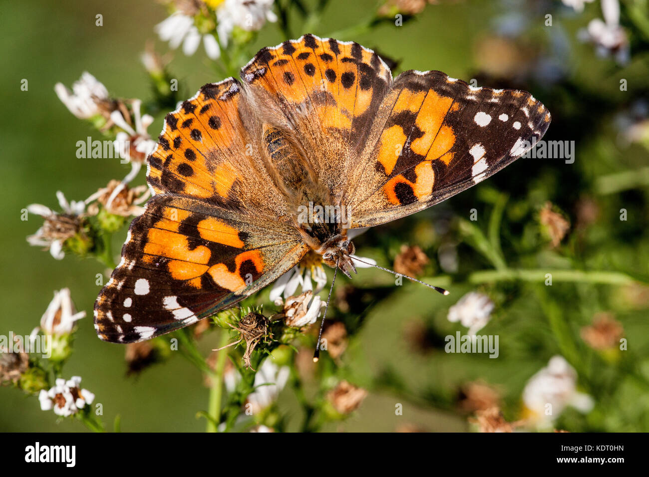 Distelfalter Schmetterling Familie nymphaldae auf Wildblumen Stockfoto