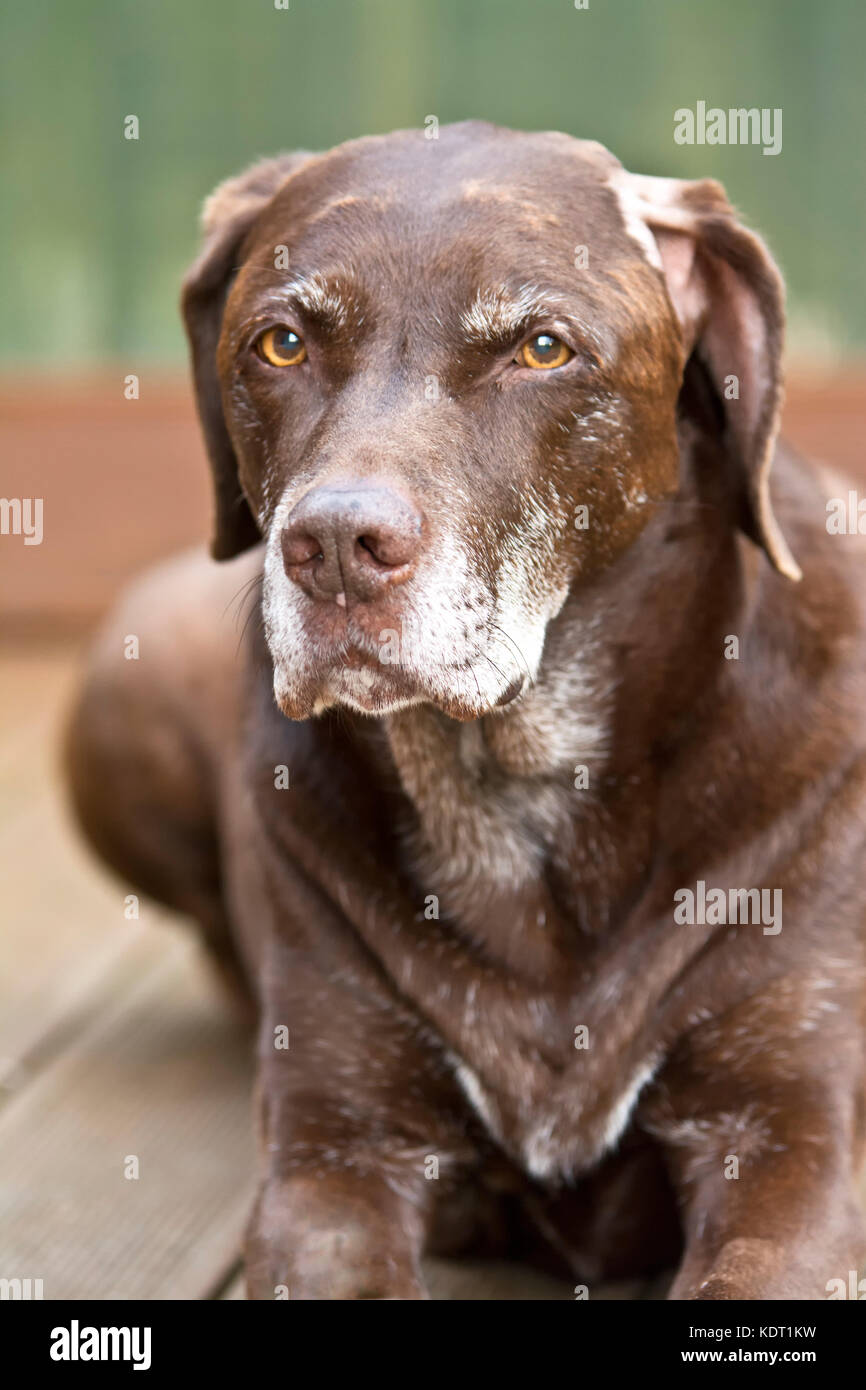 Jake ist ein zwölf Jahre alten chocolate Labrador weimaraner Kreuz Rasse. Stockfoto