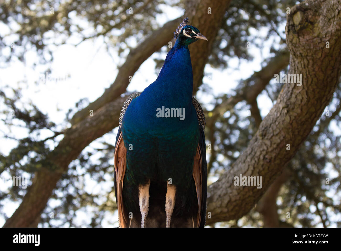 Blauer Pfau im Baum Stockfoto