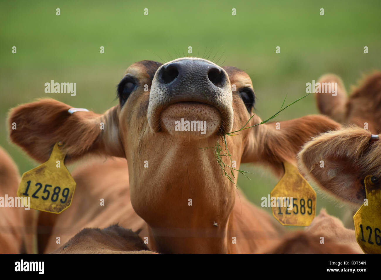 Kuh mit seinem Haupt in der Luft essen Gras beim Tragen der Kennzeichnungen Stockfoto