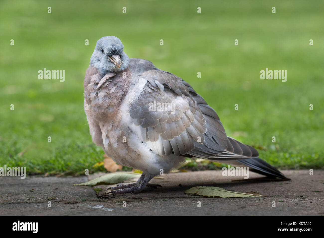 Aufmerksam und vorsichtig Alt - gealterte Ringeltaube Stockfoto