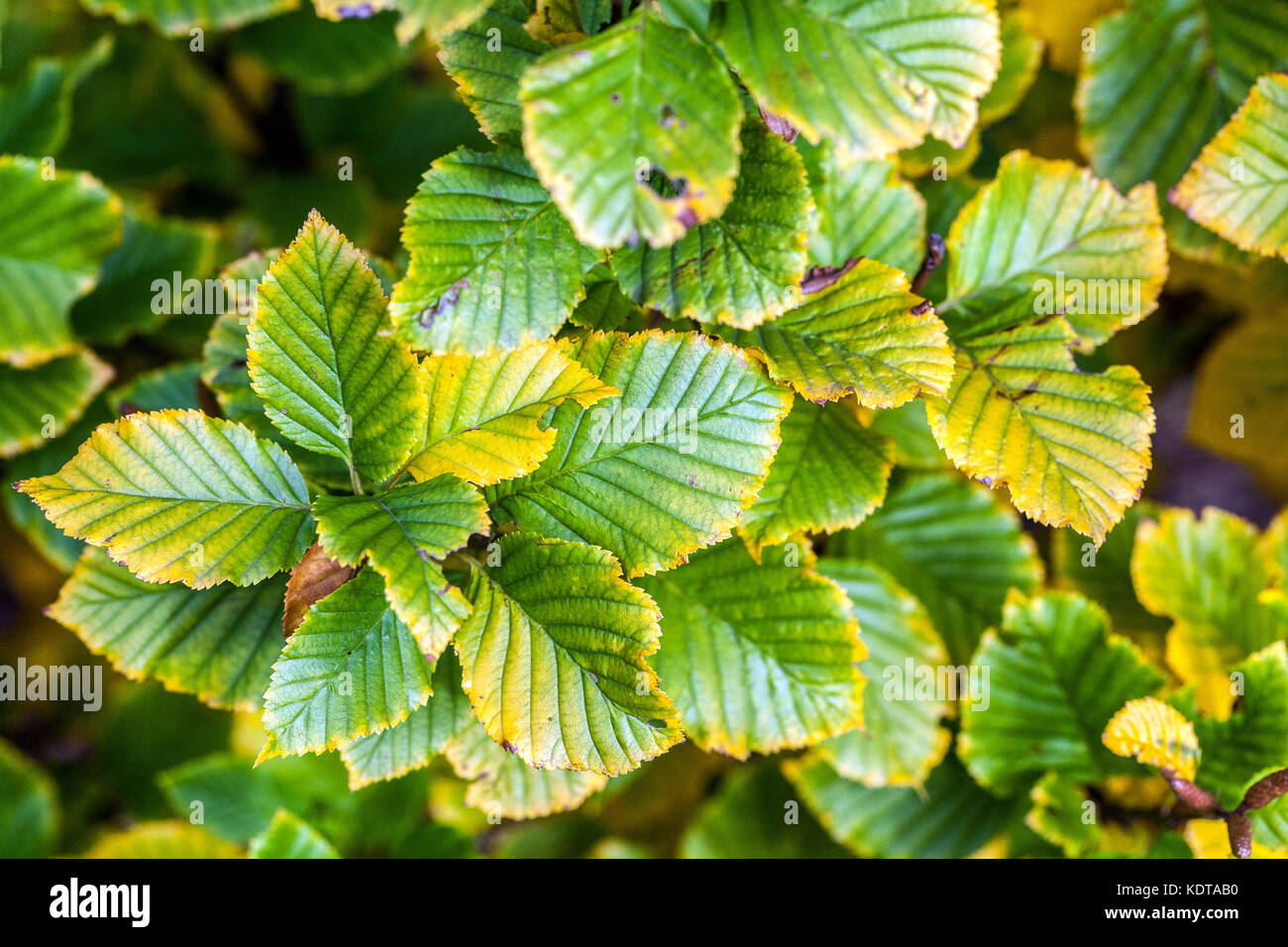 Birke Betula medwediewii 'Gold Bark' Herbstlaub Birkenblätter Stockfoto