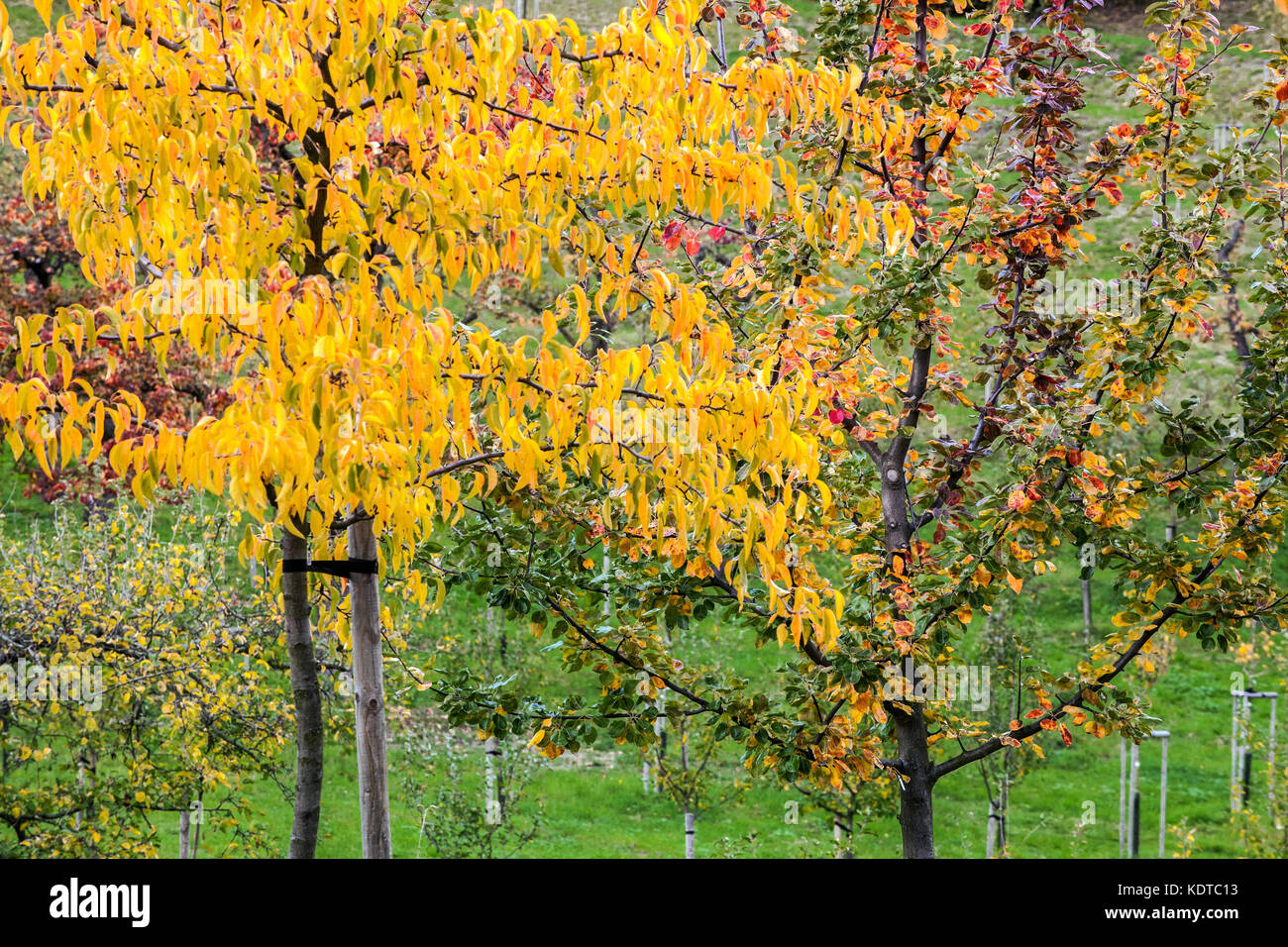 Herbstlaub auf Bäumen im Obstgarten, Stockfoto