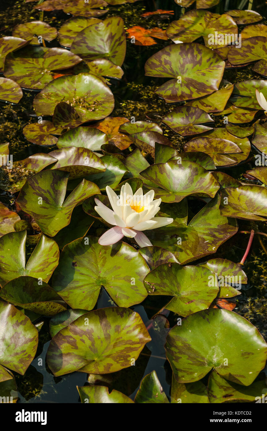 Einzelne weiße Lotusblüte, Wasserlilie, unter Lily Pads Stockfotografie