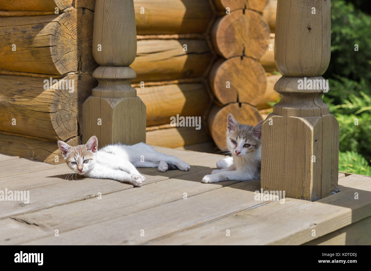 Cute mongrel Kätzchen auf dem Haus Veranda im Freien Stockfoto