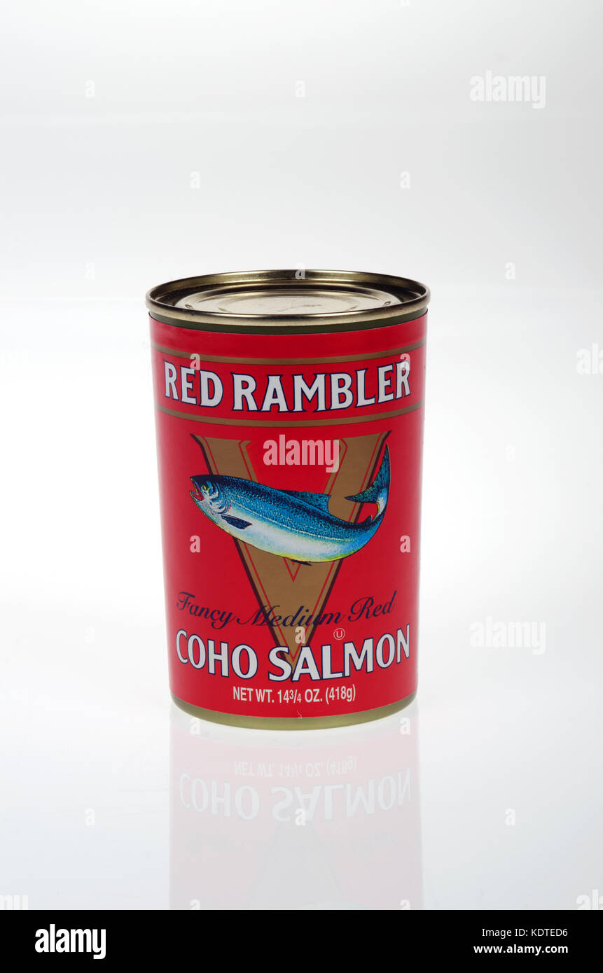 Verzinnte Rot Rambler Coho Lachs voll gekocht und bereit auf weißem Hintergrund zu dienen, USA Stockfoto