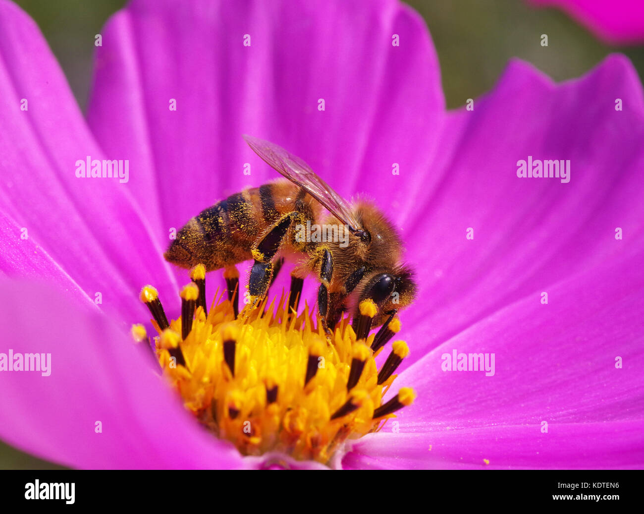 Biene auf Rosa und Gelb cosmos Blume Stockfoto