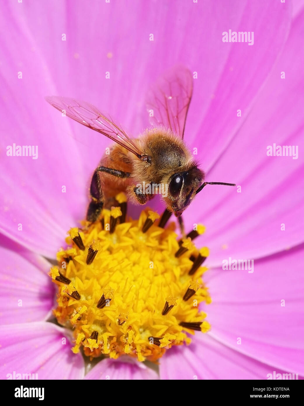 Biene auf Rosa und Gelb cosmos Blume Stockfoto