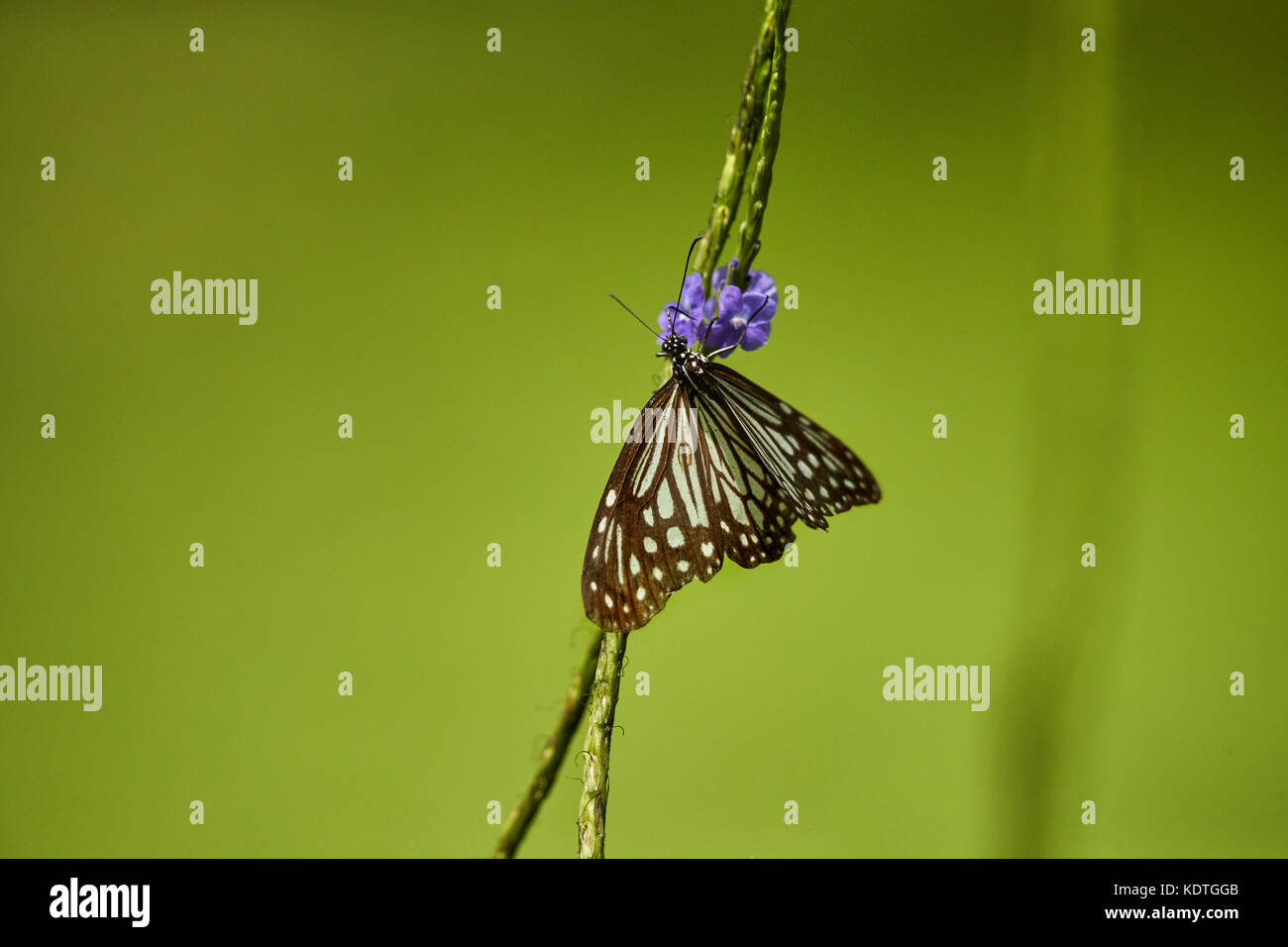 Schmetterling auf Blüte. Natürlichen, grünen Hintergrund mit kopieren. Stockfoto