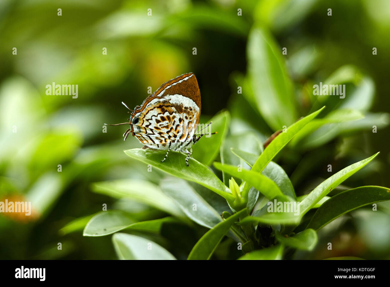 Schmetterling auf Blüte. Natürlichen, grünen Hintergrund mit kopieren. Stockfoto