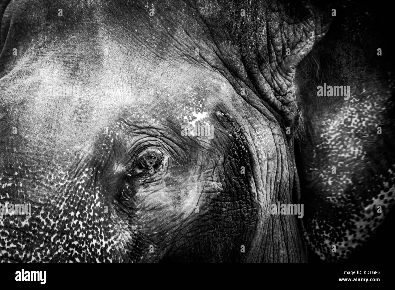 In der Nähe elephant eye Stockfoto