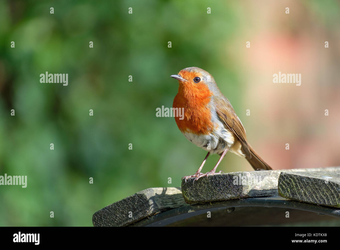 Single Robin auf einer Parkbank thront. Stockfoto