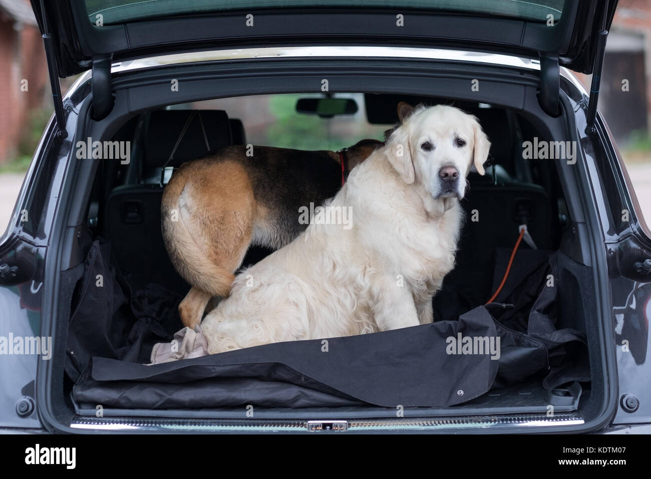 Haushund im Kofferraum sitzen. Die Vorbereitung für eine Reise nach Hause nach einem Spaziergang im Park Stockfoto