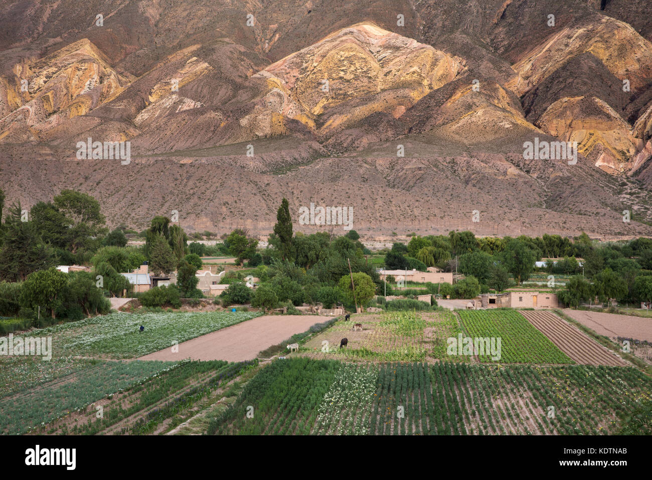 Ackerland in der Nähe von Maimará, mit dem "Hügel von Maler Palette' Jenseits, Quebrada de Humahuaca, Provinz Jujuy, Argentinien Stockfoto