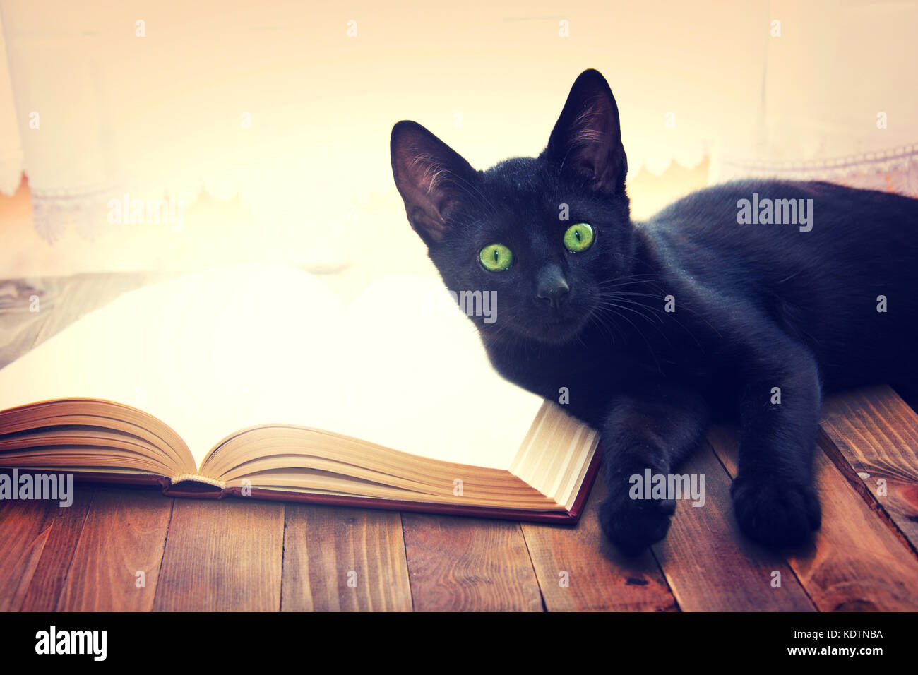 Buch öffnen und die schwarze Katze auf Holztisch. Wissen und Bildung konzeptionelle Bild. Stockfoto