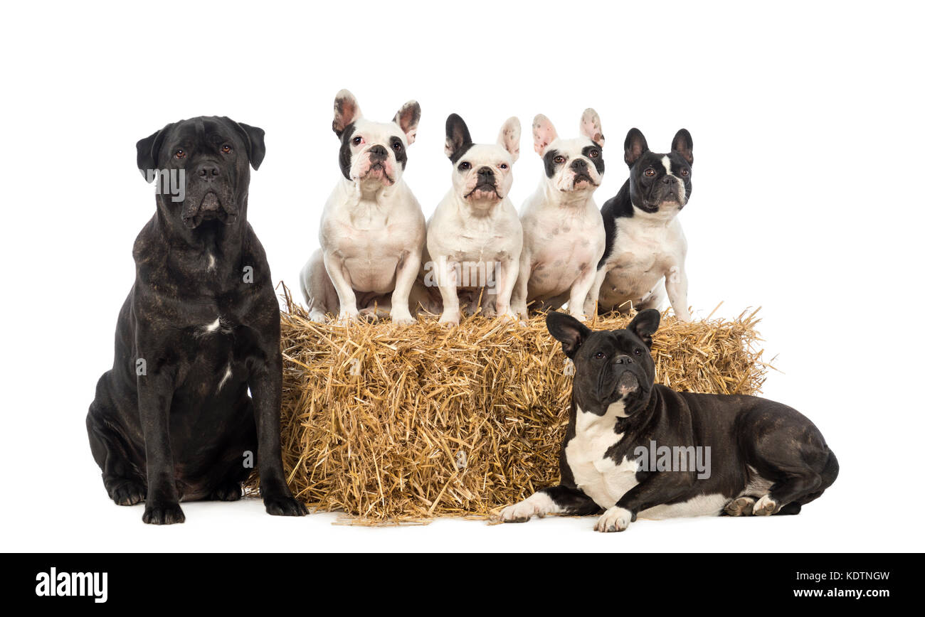 Französische Bulldoggen und Kreuzungen Sitzen und Liegen auf und neben einem Strohballen, isoliert auf weißem Stockfoto