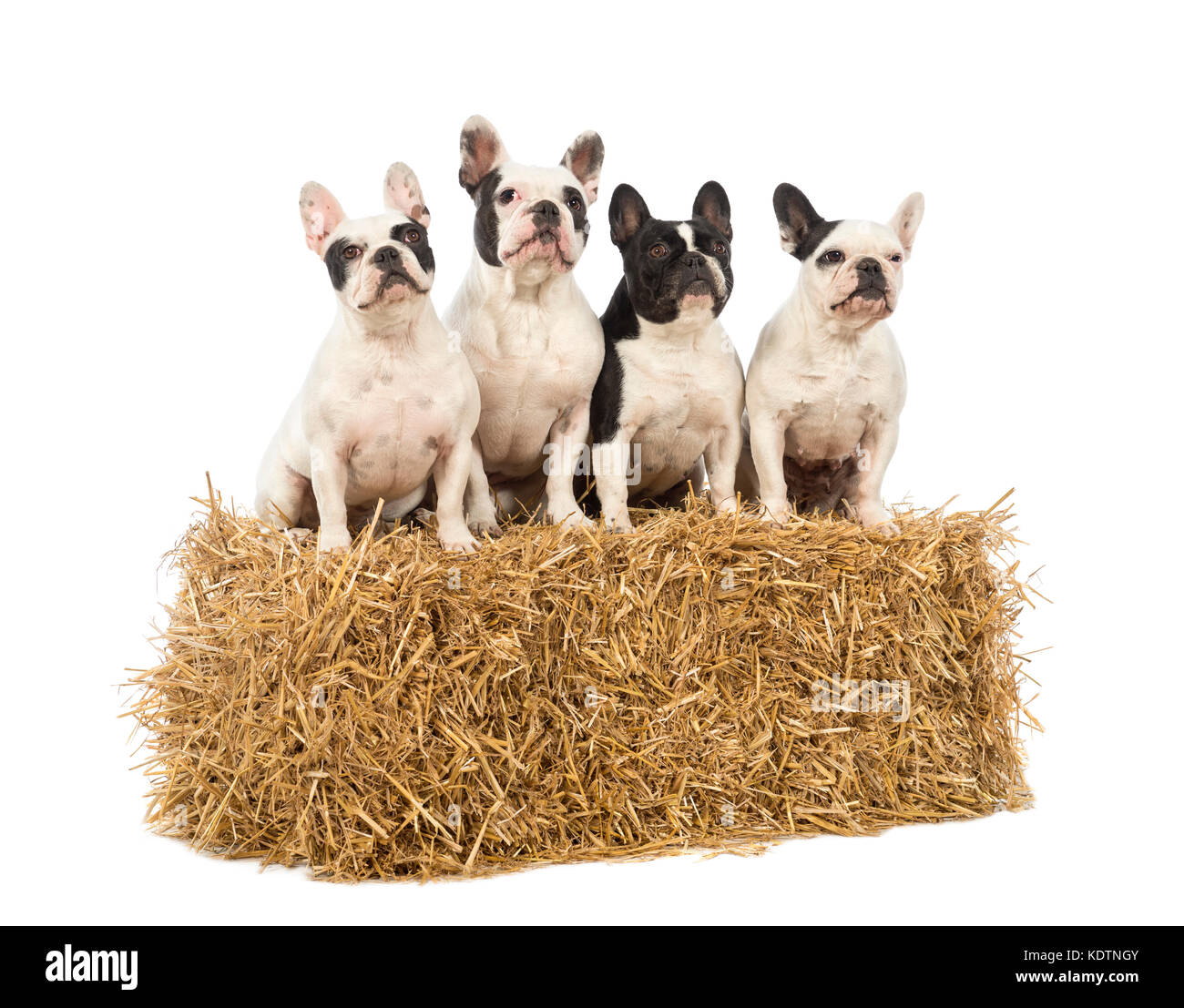 Französische Bulldoggen sitzen auf einem strohballen vor weißem Hintergrund Stockfoto