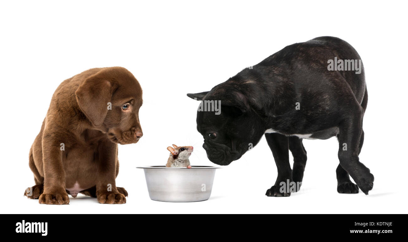 Labrador Retriever Welpen sitzen und Französische Bulldogge an einem gartenschläfer Maus in einem metallischen Dog Bowl suchen, isoliert auf weißem Stockfoto