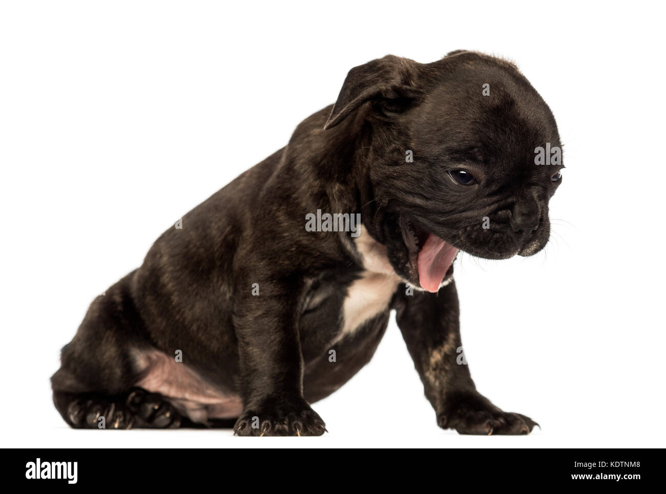 Französische Bulldogge Welpen sitzen, Gähnen, isoliert auf weißem Stockfoto