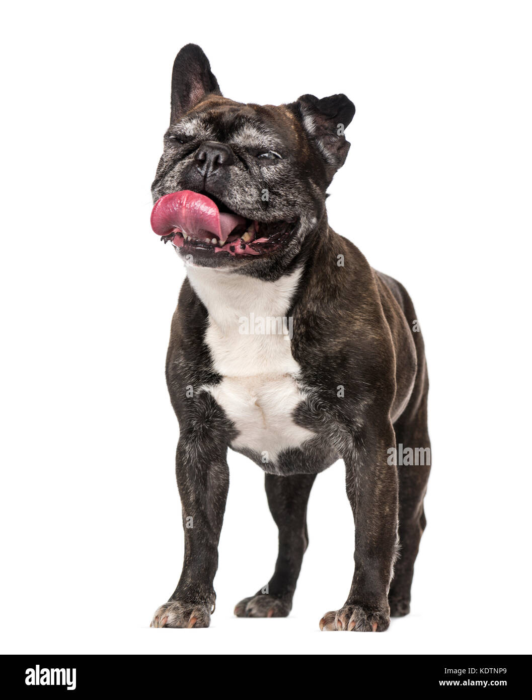 Französische Bulldogge (7 Jahre alt). Stockfoto