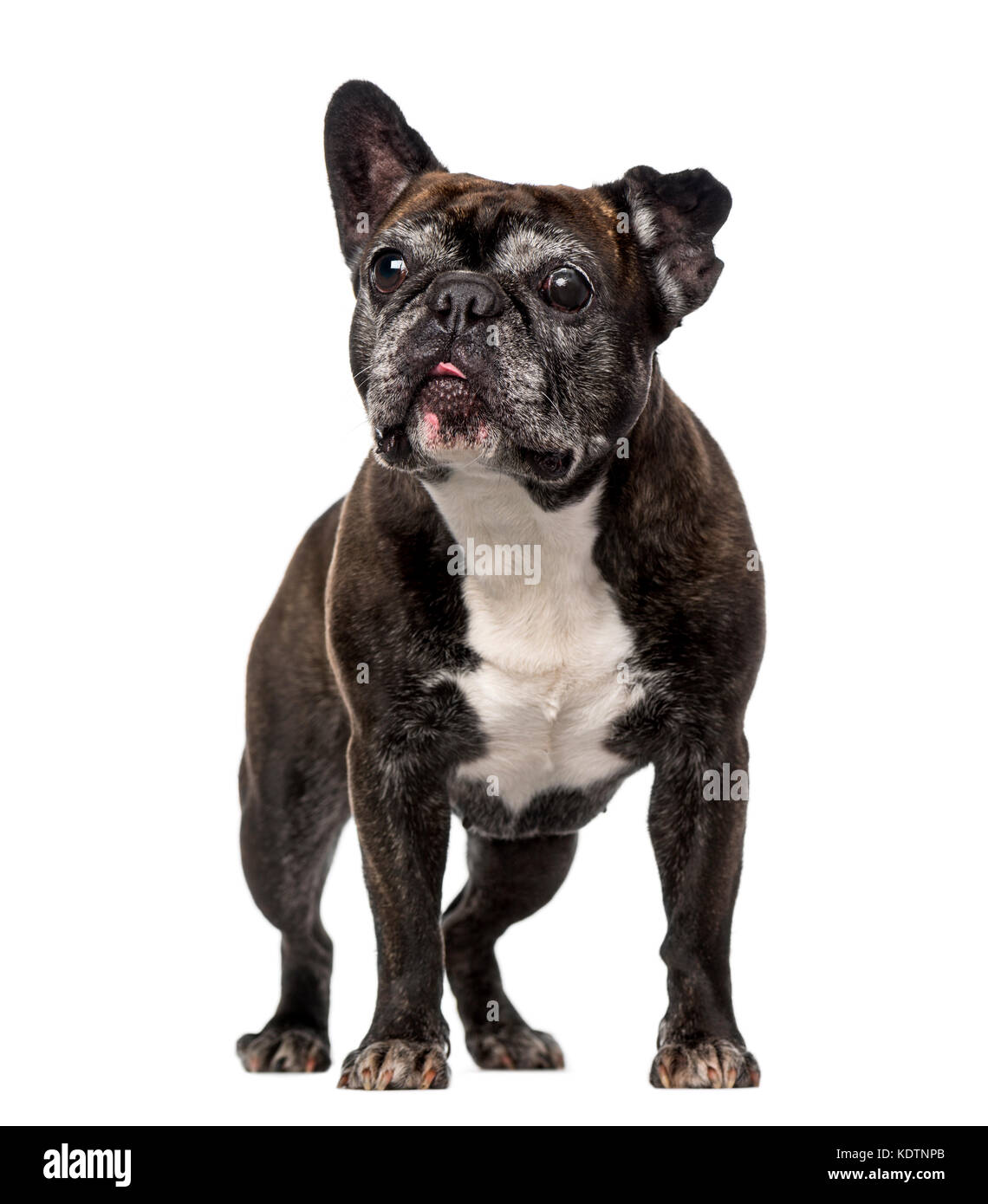 Französische Bulldogge (7 Jahre alt). Stockfoto