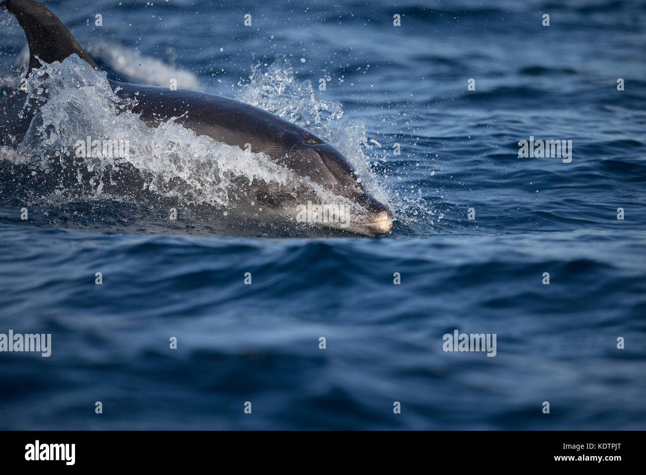 Der Große Tümmler (Tursiops Truncatus) Stockfoto