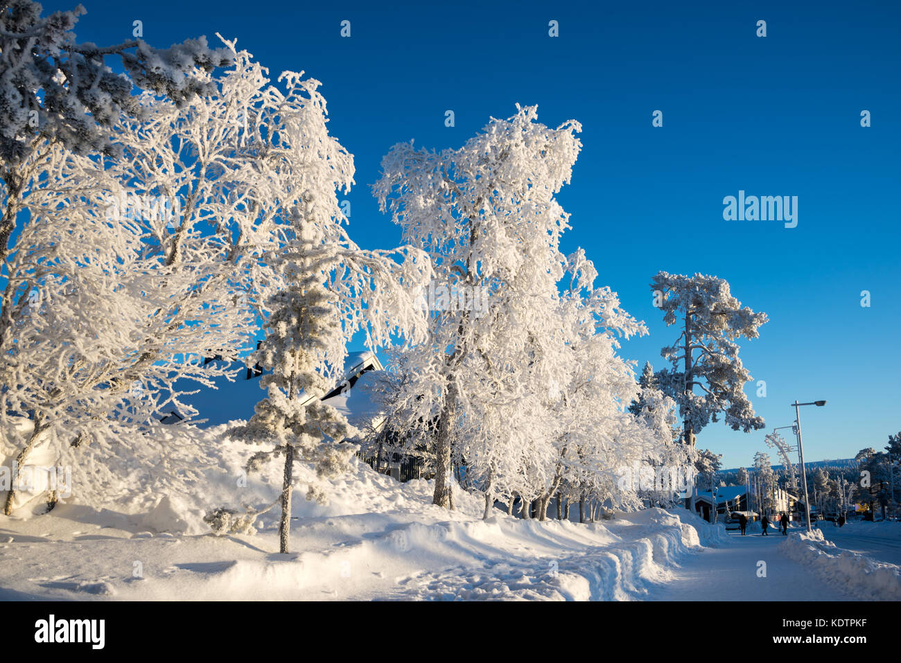 Gefrorene Bäume im Winter in Saariselka, Lappland, Finnland Stockfoto