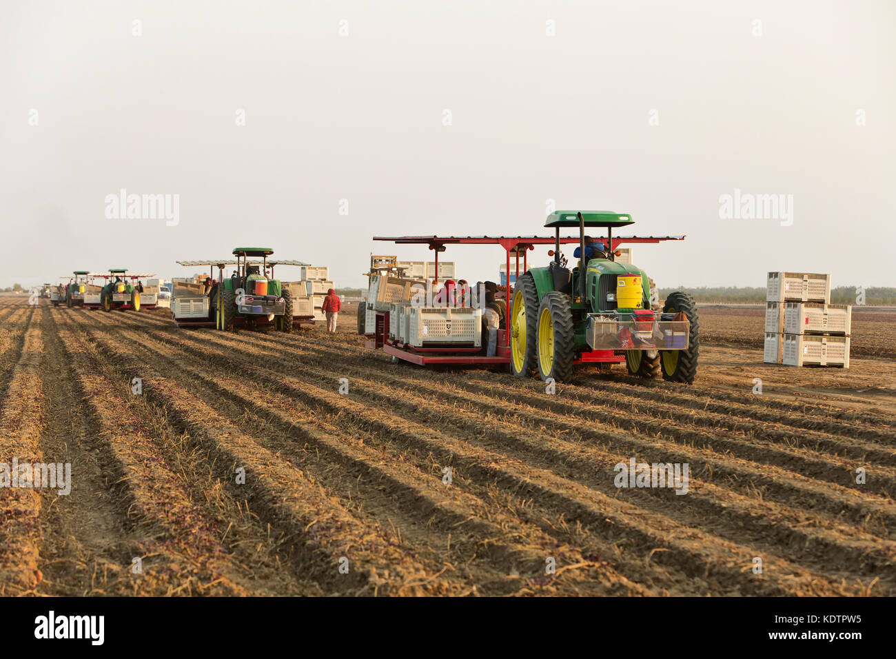 Erntemaschine, der Arbeiter zum Heben der Sorte „Kamote“ von Süßkartoffeln „Ipomoea batatas“, philippinischer Heilkräuterpflanze, John Deere-Traktoren transportiert. Stockfoto