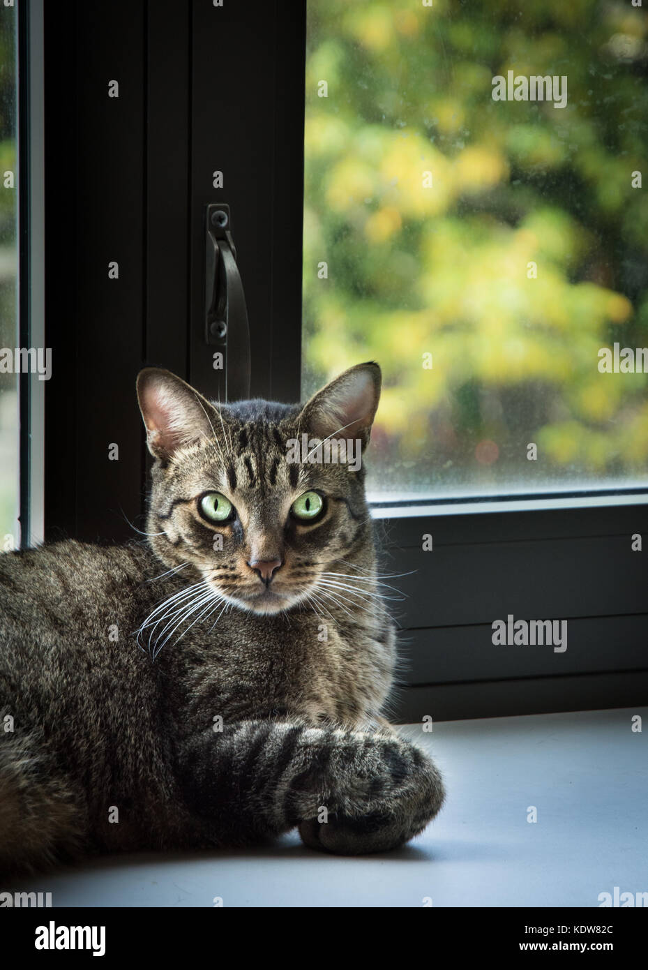 Einen schwarzen und grauen Tabby Katze mit grünen Augen sitzt auf einer Fensterbank, in die Kamera schaut Stockfoto