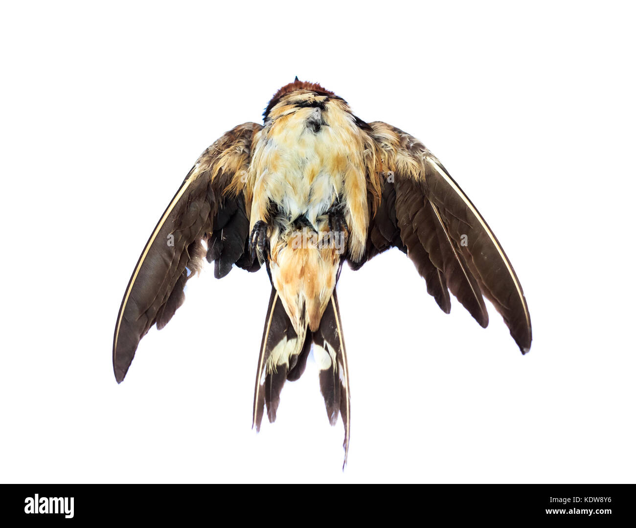 Toten vogel Hintergrund in der Natur, isolierte toten Vogel auf Weiß. Stockfoto