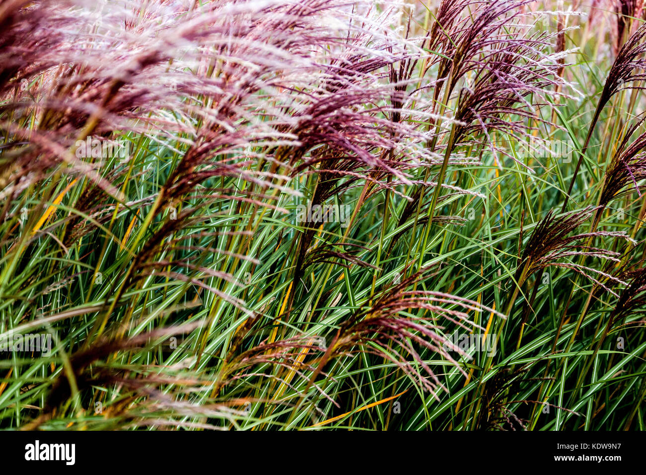 Chinesische silber Gras, Miscanthus sinensis 'Grosse Fontane" Stockfoto