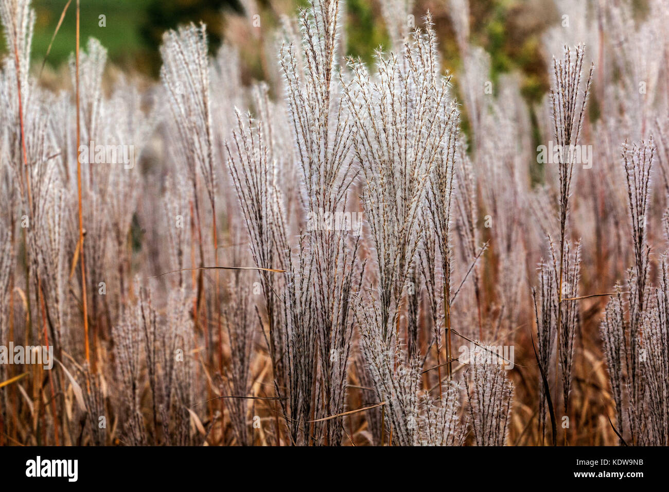 Chinesische silber Gras, Miscanthus sinensis'' Stockfoto