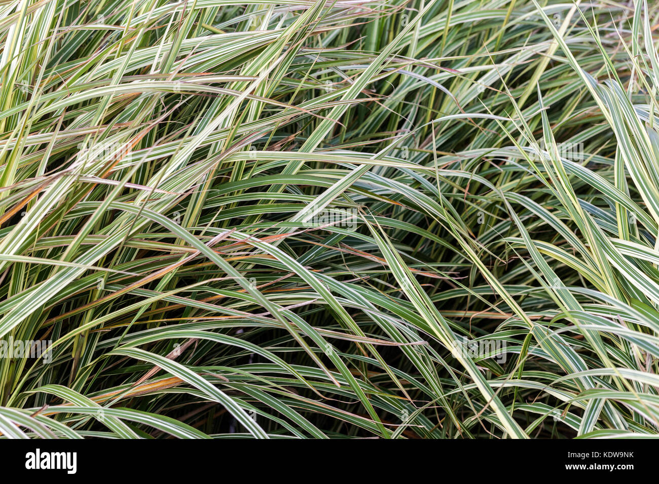 Chinesische silber Gras, Miscanthus sinensis ilberpfeil' Stockfoto