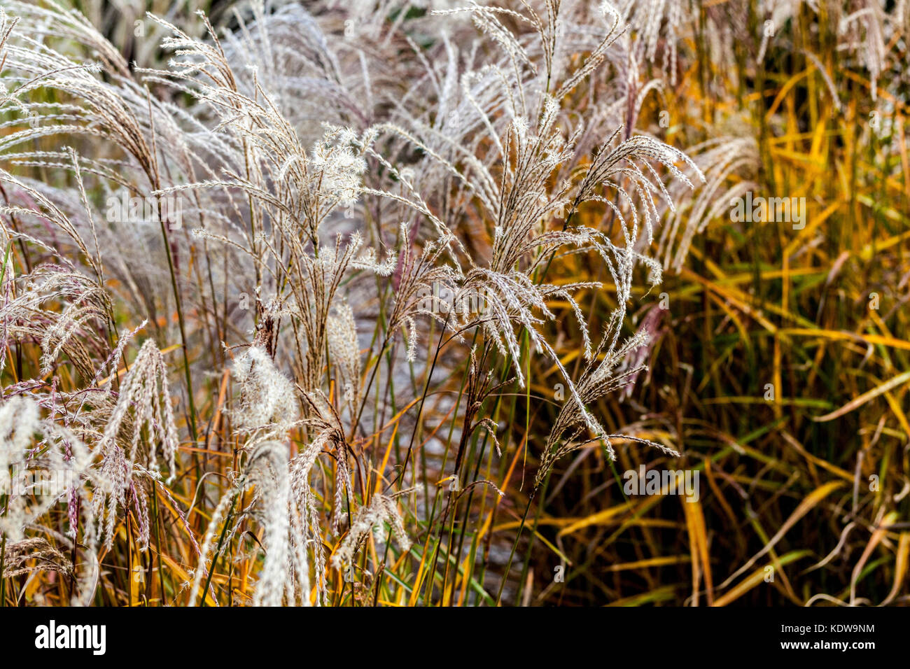 Chinesische silber Gras, Miscanthus sinensis 'Flamingo' Stockfoto