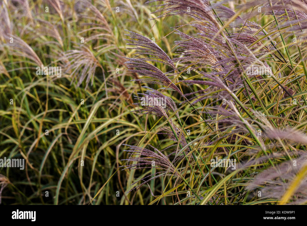 Chinesische silber Gras, Miscanthus sinensis 'Goldfeder' Stockfoto